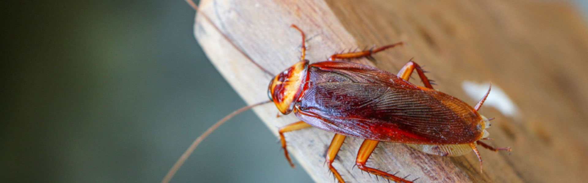 Cockroach Control in Oak Harbor, WA | Local Roach Exterminator