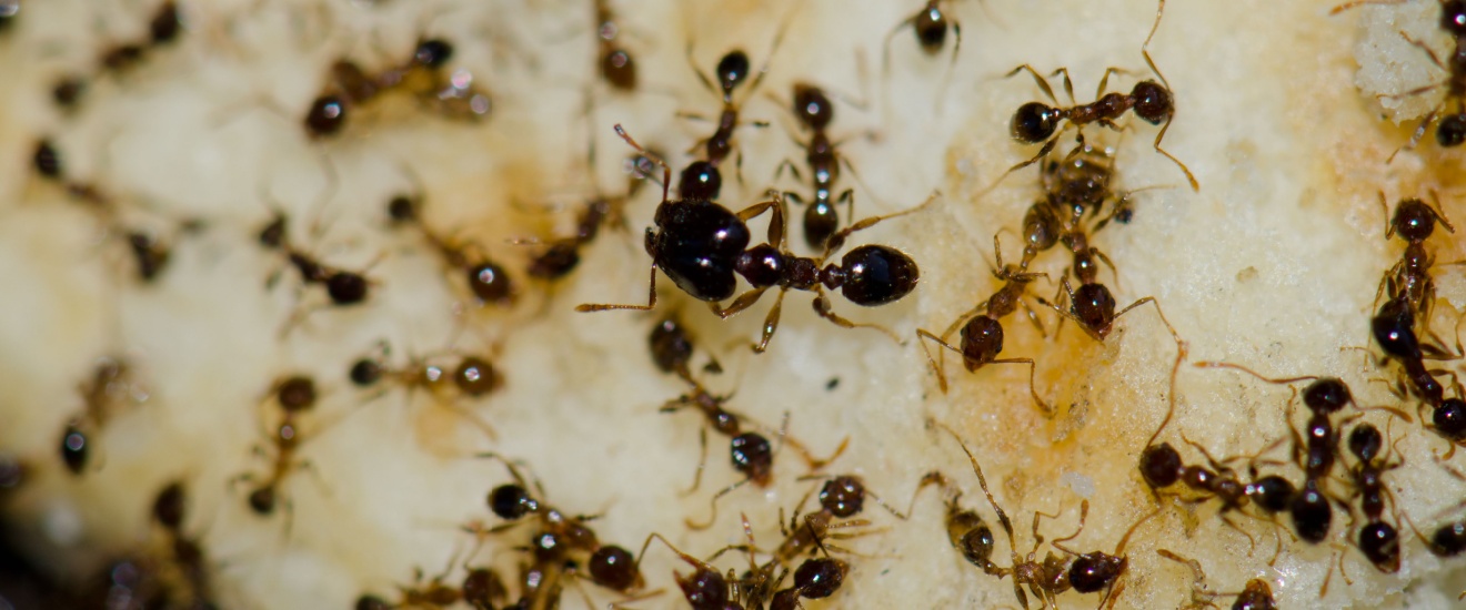 How to Keep Ants Out of Your Oak Harbor Home During Summer Gatherings