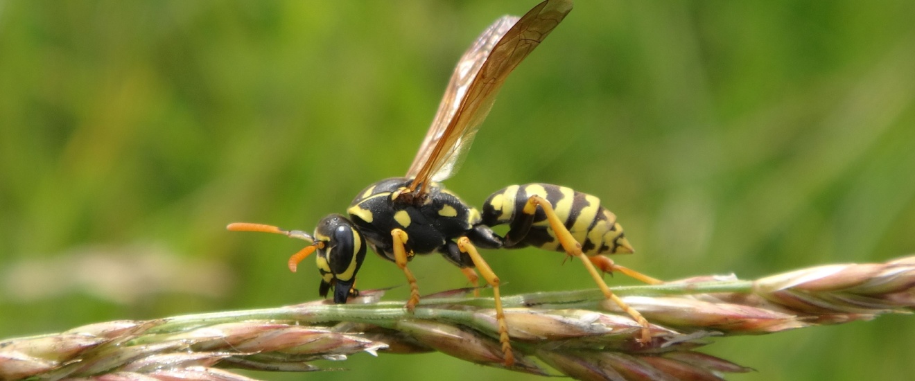 Are Wasps a Problem in Oak Harbor, WA?