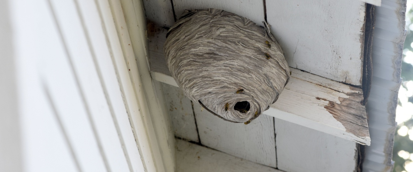 Where Do Wasps Build Nests Around Oak Harbor Homes?