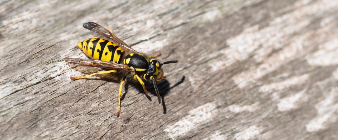 Why Yellowjackets Become So Aggressive in Late Summer Around Oak Harbor