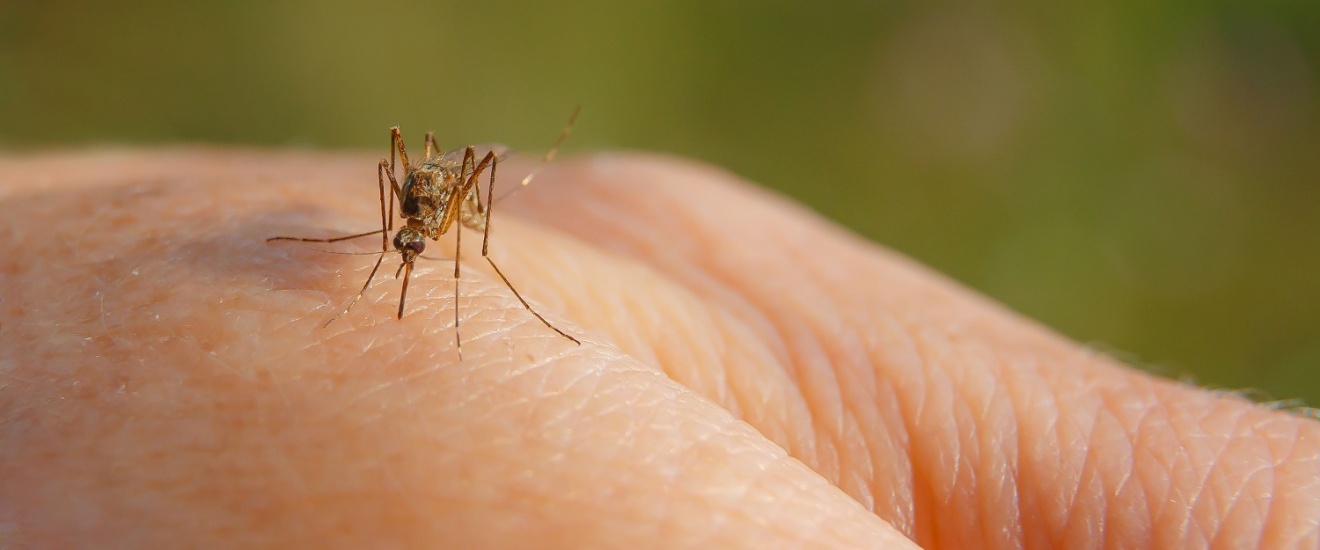 Can You Really Enjoy Your Backyard in Oak Harbor Without Professional Mosquito Control?