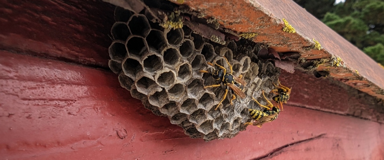 The Most Common Places We Find Wasp Nests on Whidbey Island Properties