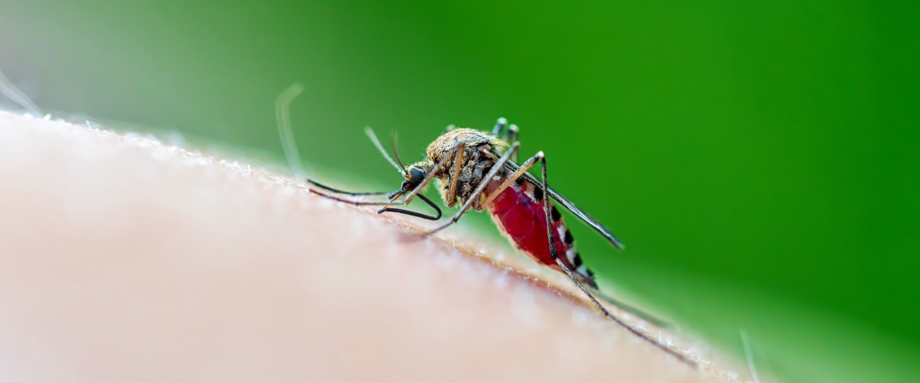 Mosquitoes Love Waterfront Properties on Whidbey Island—Here’s Why