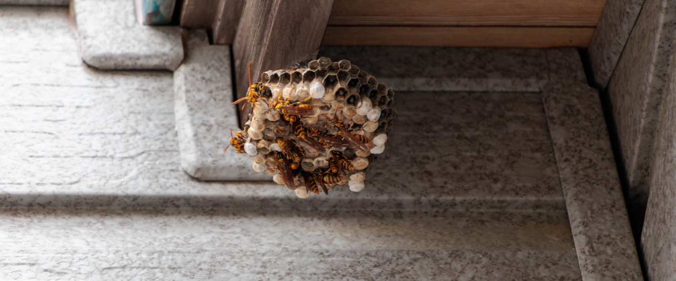 Should You Remove a Wasp Nest Yourself or Call a Professional?