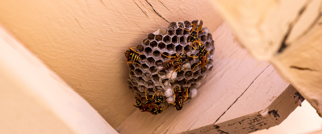 Where Wasps Build Nests Around Oak Harbor Homes (And Why They Keep Coming Back)