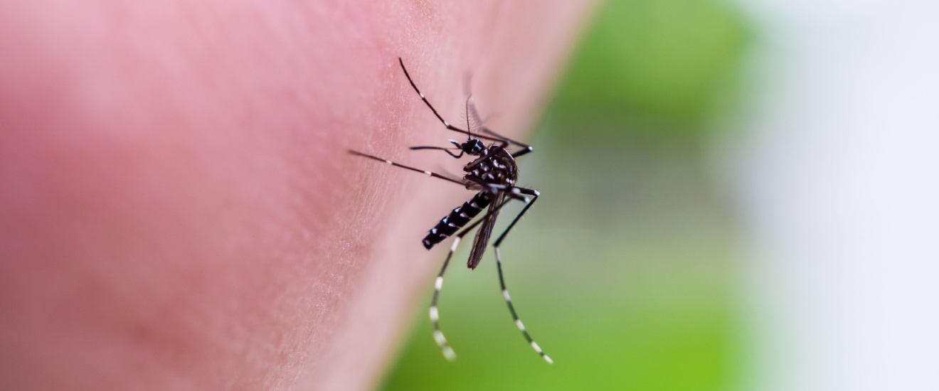 The Best Time to Start Mosquito Treatments in Oak Harbor for Season-Long Protection