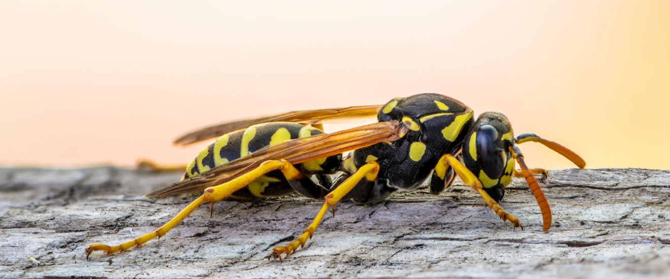Paper Wasps, Yellowjackets, or Hornets? How to Identify Stinging Insects on Whidbey Island