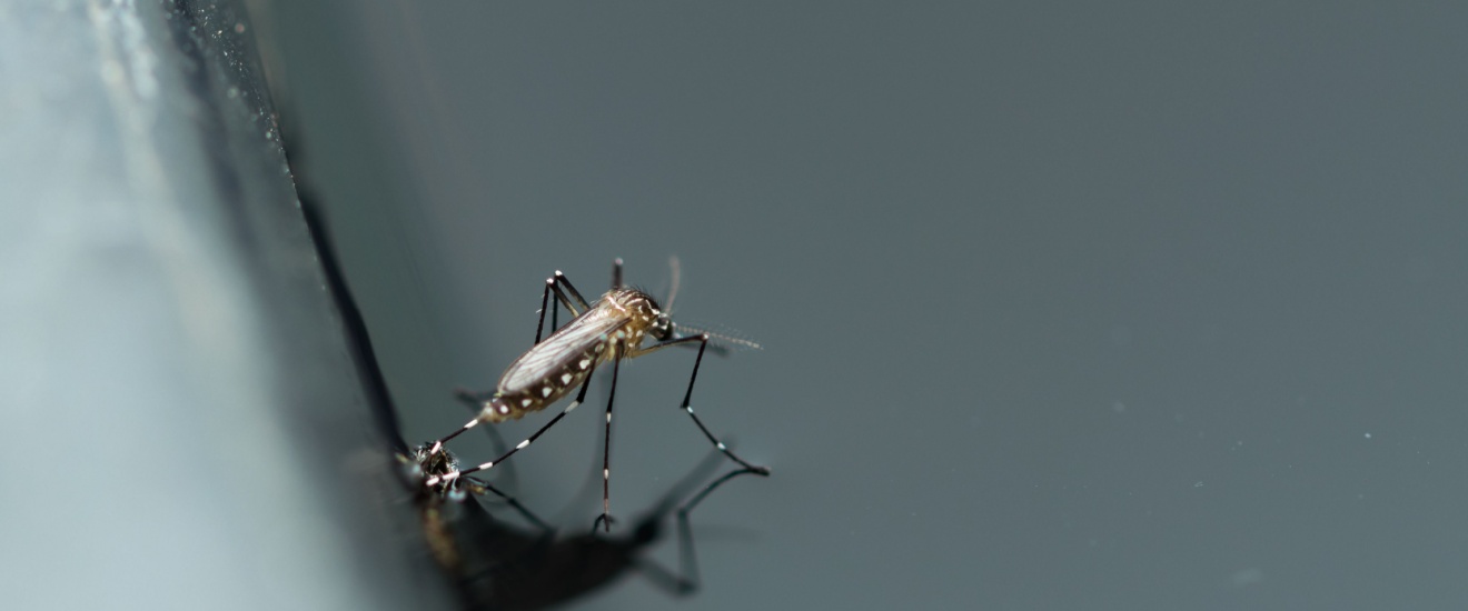 How Standing Water Around Whidbey Island Homes Attracts Thousands of Mosquitoes