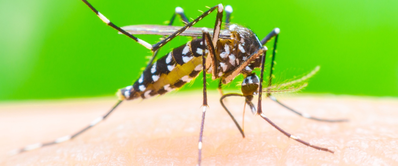 Why Are Mosquitoes So Bad on Whidbey Island? Local Conditions That Create Perfect Breeding Grounds