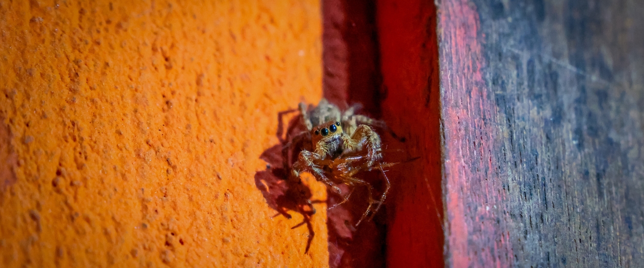 Are Any Spiders in Oak Harbor Actually Dangerous?