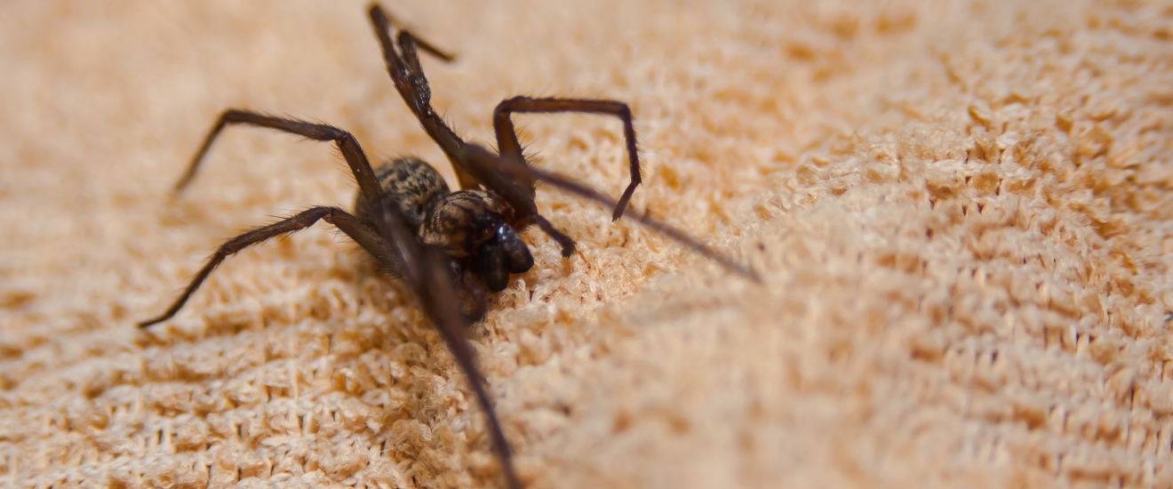 Why Spiders Come Indoors in Oak Harbor Every Fall